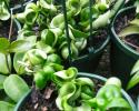 Hoya Hanging Basket