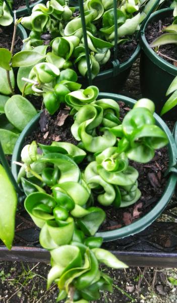 Hoya Hanging Basket