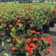 Ixora Maui Bush 10