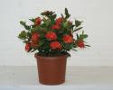 Available in 6" & 10" pots in regular nursery pots