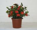 Available in 6" & 10" pots in regular nursery pots