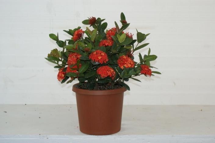 Available in 6" & 10" pots in regular nursery pots