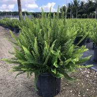 Kimberly Queen Fern