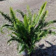 Kimberly Queen Fern