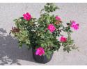 Rose Bush 10"