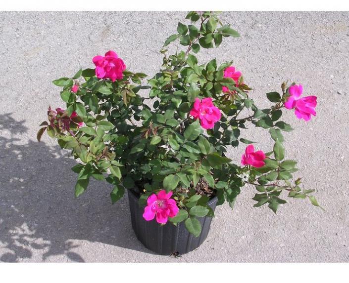 Rose Bush 10"