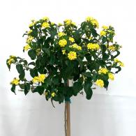 Lantana Standard