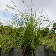 Pennisetum Little Bunny