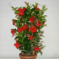 Mandevilla Trellis 10