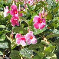 Mandevilla Alice Dupont Trellis 6