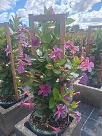 Mandevilla Bluephoria Trellis 10"