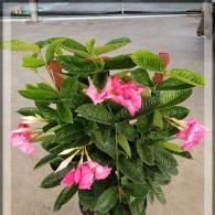 Mandevilla Alice Dupont 10