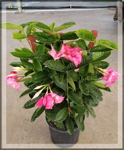 Mandevilla Alice Dupont 10"