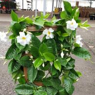 Mandevilla Giant White Trellis 10