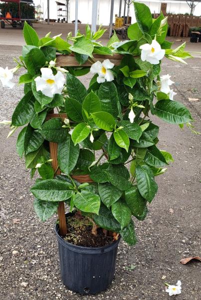 Available in 6", 10" (shown), 12" & 14" pots