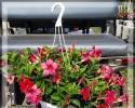 Mandevilla Original Crimson Red Hanging Basket 10"