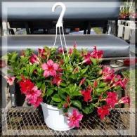 Mandevilla Original Crimson Red Hanging Basket 10