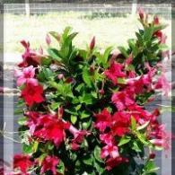 Mandevilla Original Crimson Red Trellis 10