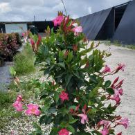 Mandevilla Pretty Pink TeePee 10