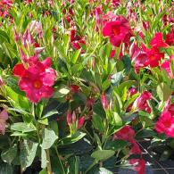 Mandevilla Raspberry Kiss TeePee 6