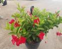 Mandevilla Red Velvet Hanging Basket 10"