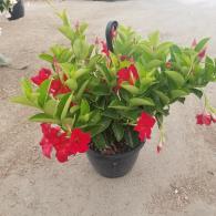 Mandevilla Red Velvet Hanging Basket 10