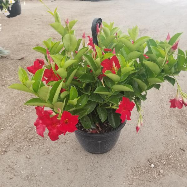 Mandevilla Red Velvet Hanging Basket 10"