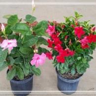 Mandevilla Alice Dupont & Crimson Red 8