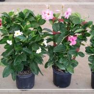 Mandevilla Trellis Assortment 10