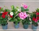 Mandevilla Trellis Assortment 6"