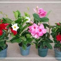 Mandevilla Trellis Assortment 6