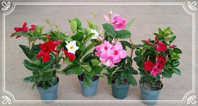 Mandevilla Trellis Assortment 6"