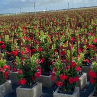 Mandevilla Trellis Flaming Red