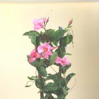 Mandevilla Alice Dupont Trellis 10