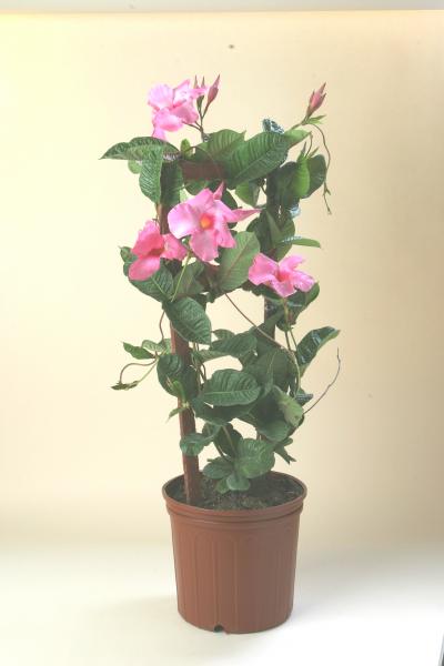Available in 6", 8", 10" & 14" pots