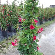 Mandevilla TeePee Giant Dark Pink 12