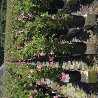 Mandevilla Trellis Pink 10