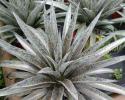 New, cross between Agave and Manfreda available in 6",8" & 10" pots