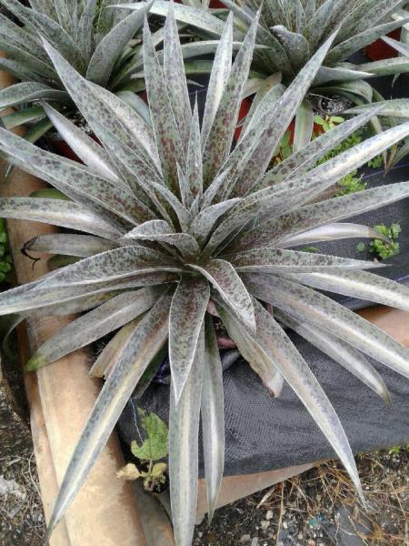 New, cross between Agave and Manfreda available in 6",8" & 10" pots