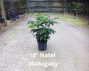 Available in 10", 14" & 17" pots