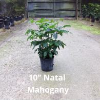 Natal Mahagony