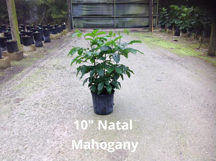 Available in 10", 14" & 17" pots