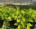 Available 4", 6" pots, 8 & 10" hanging baskets