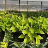 Neon Pothos