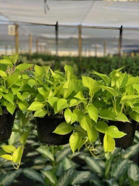 Available 4", 6" pots, 8 & 10" hanging baskets