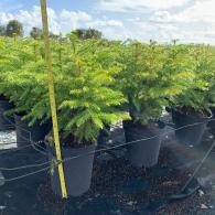 Norfolk Island Pine 6