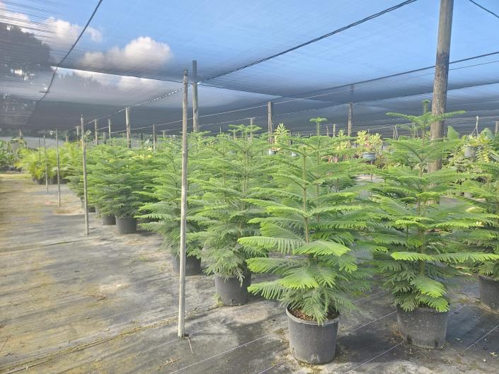 Norfolk Island Pine 14in