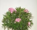 Oleander Bush Petite Salmon 10"