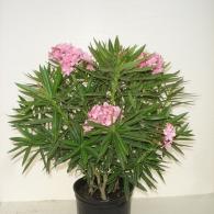 Oleander Bush Petite Salmon 10