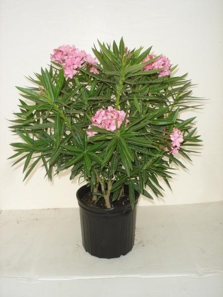 Oleander Bush Petite Salmon 10"